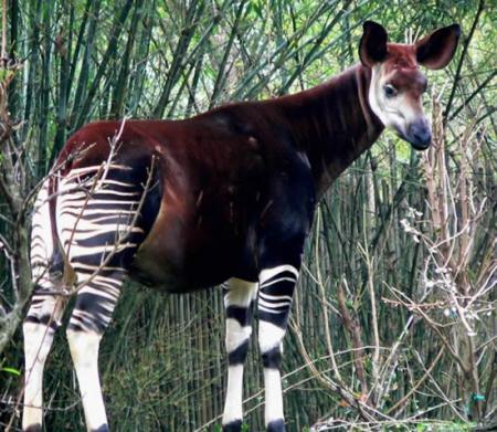 giraffe+zébre=gébre